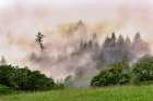 Hillside of evergreen trees among fog-Bald Hills Road-California Art Print